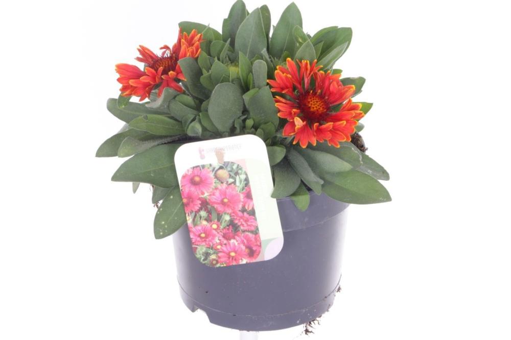 Gaillardia