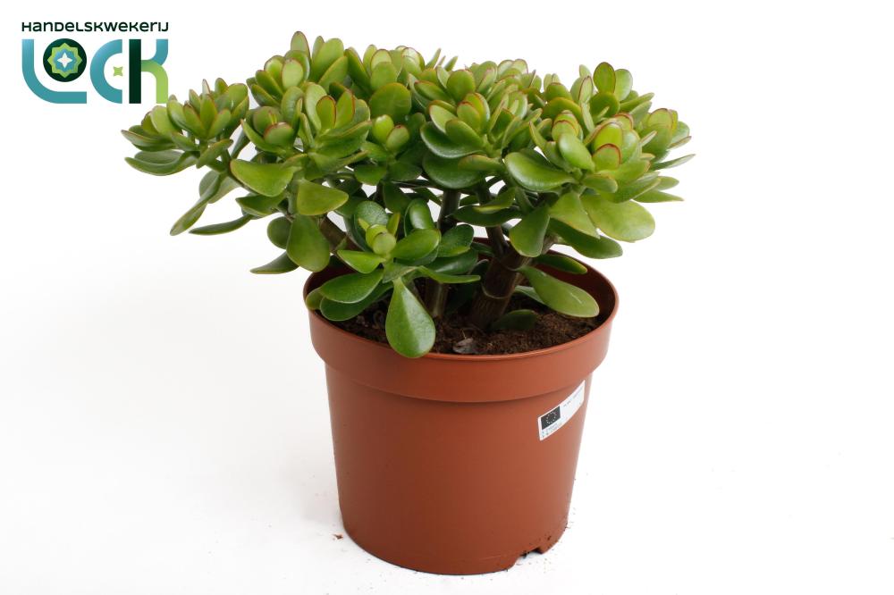 crassula