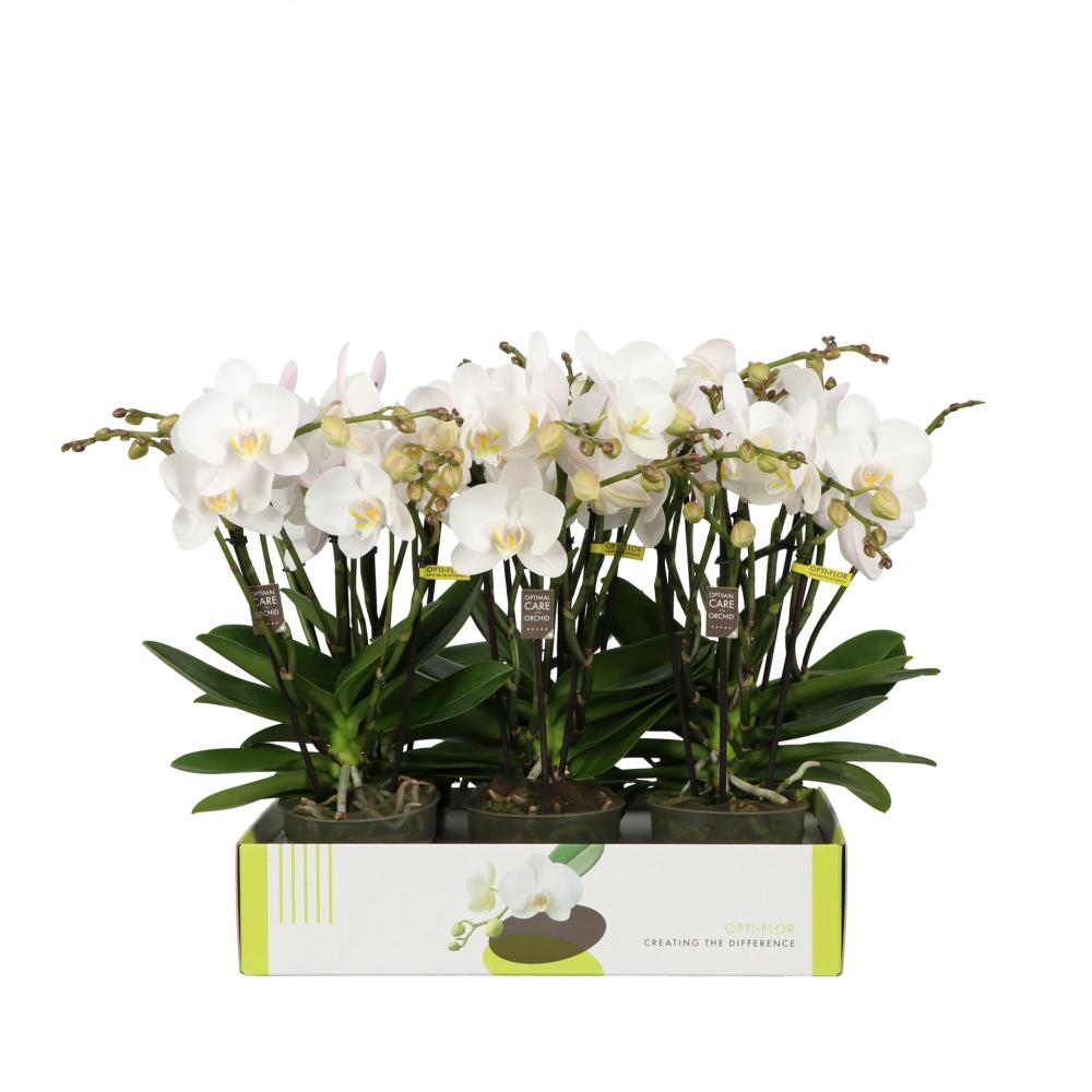phalaenopsis