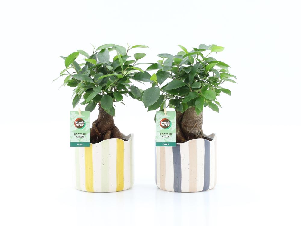 Ficus ginseng