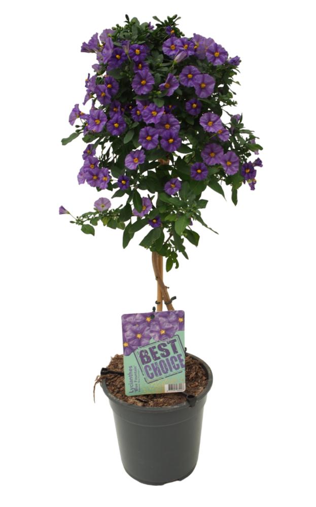 solanum