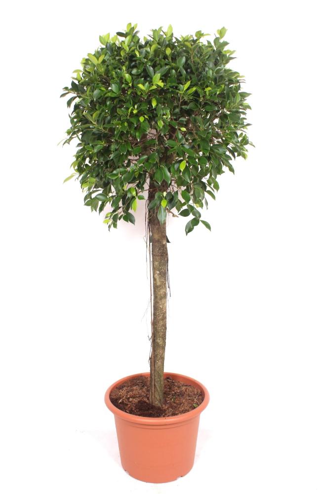 Ficus