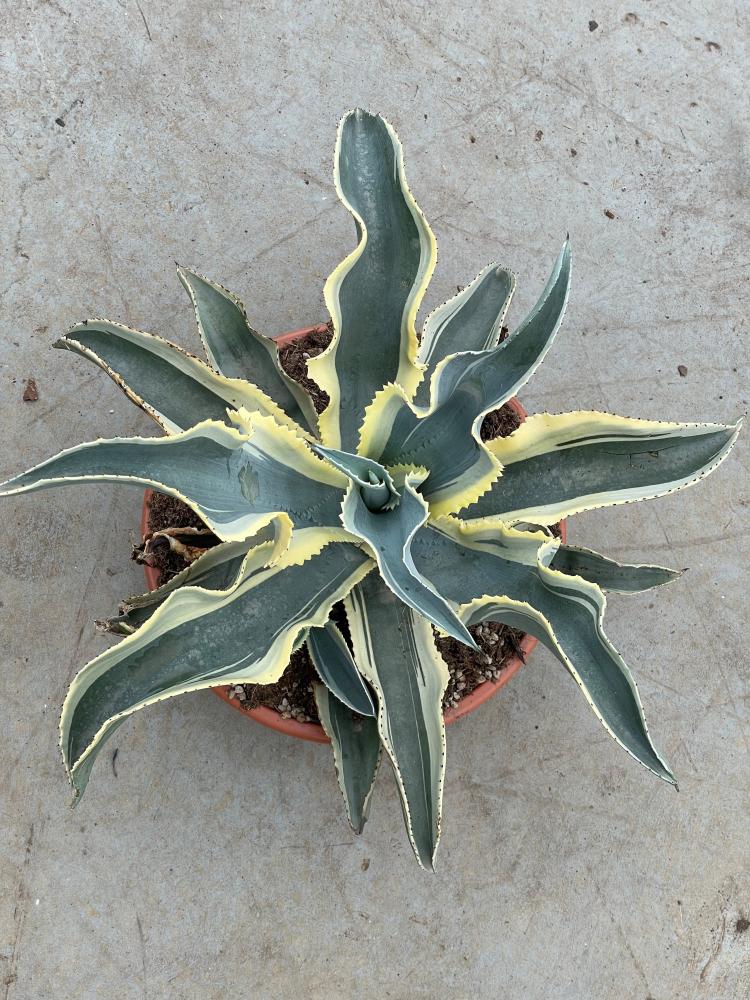 Agave