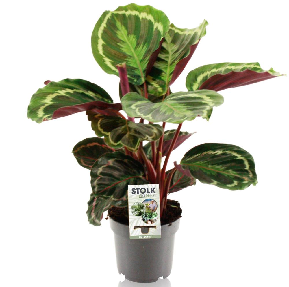 Calathea