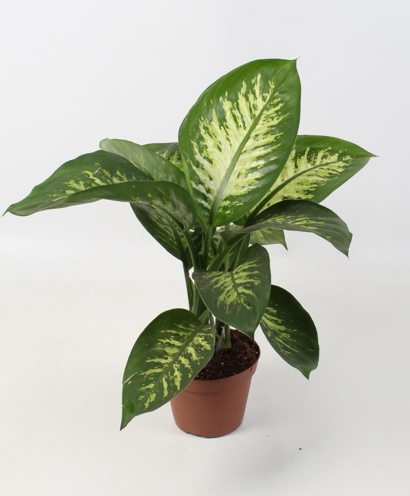 Dieffenbachia