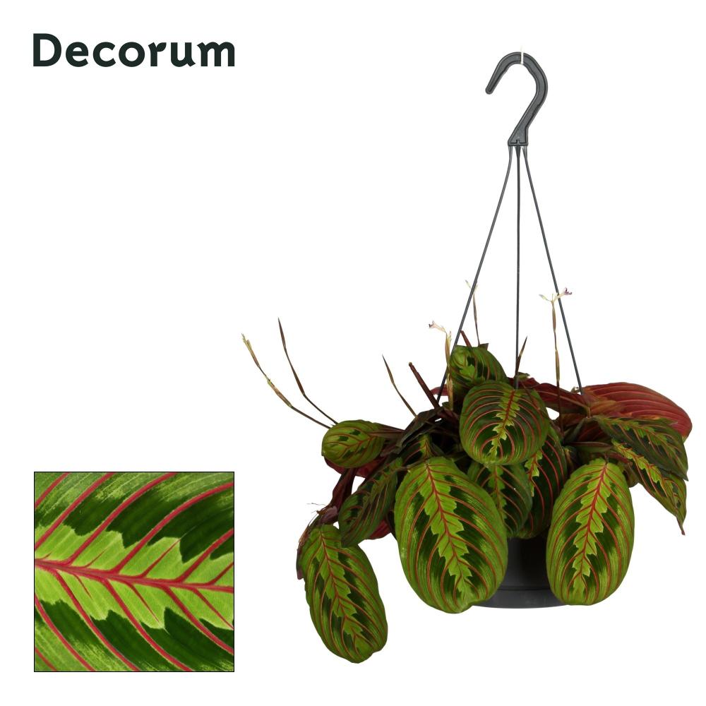 Maranta