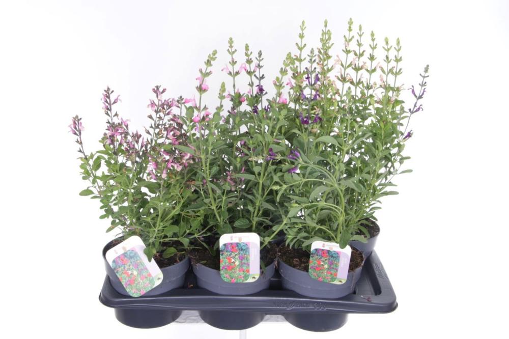 Salvia