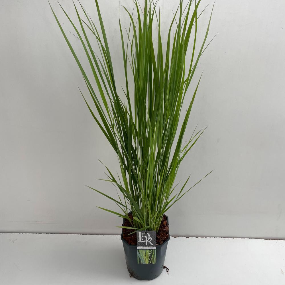 Panicum