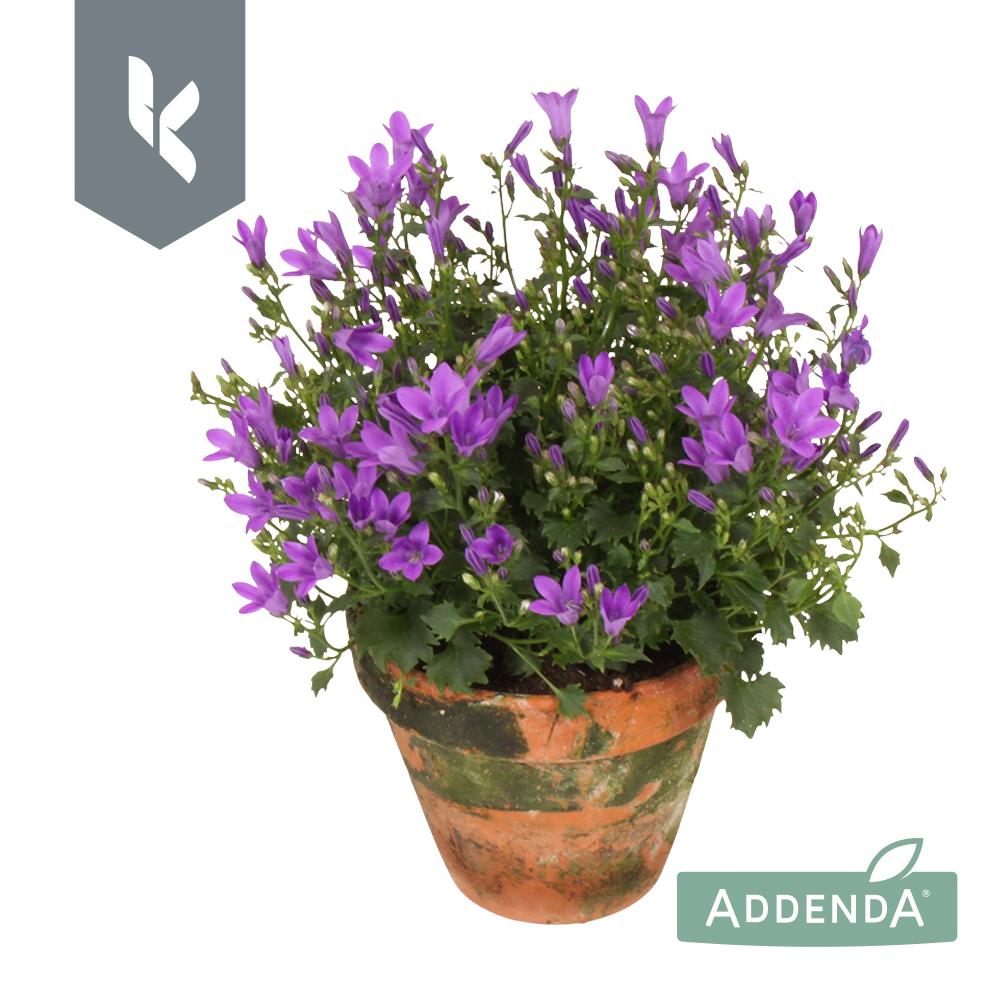 campanula