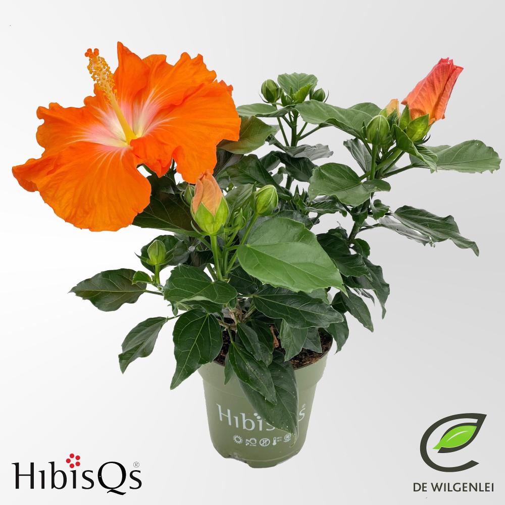 Hibiscus