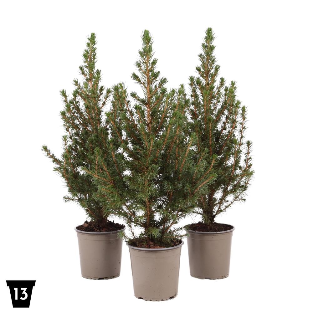 picea