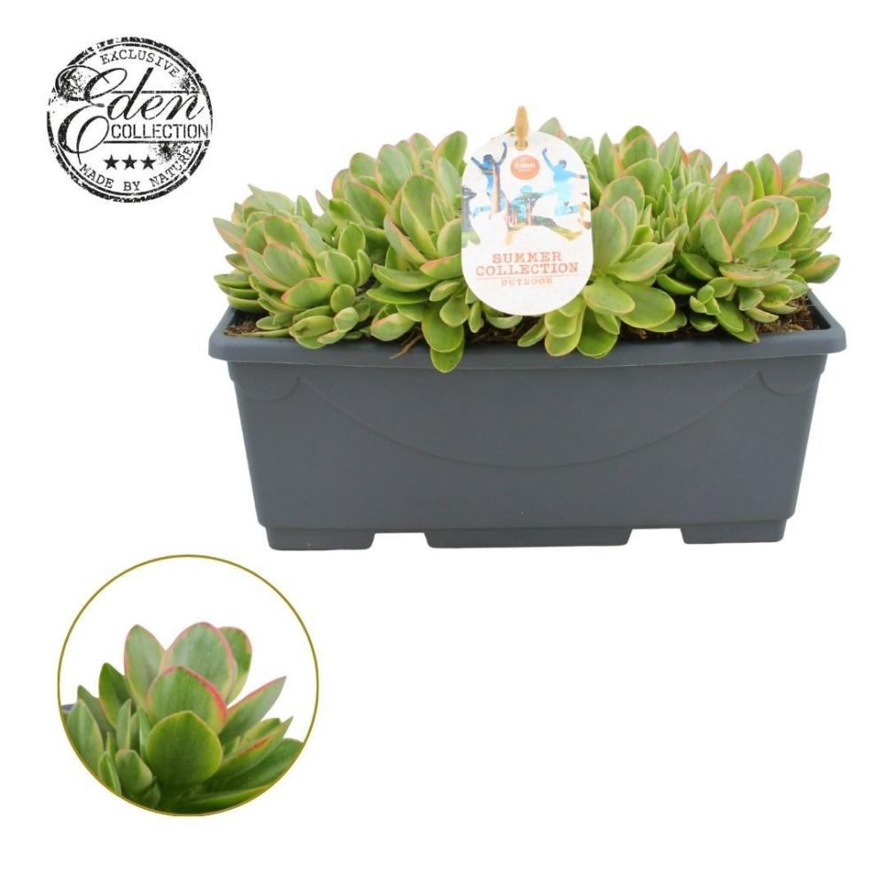 Crassula