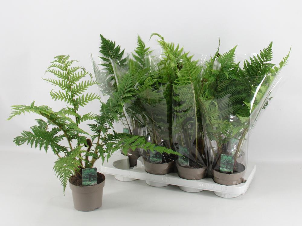 Cyathea