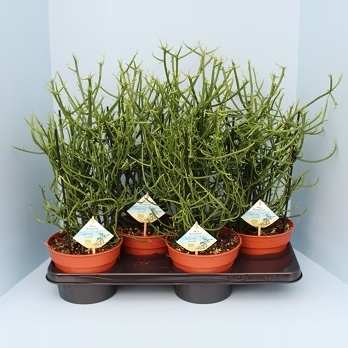 Euphorbia
