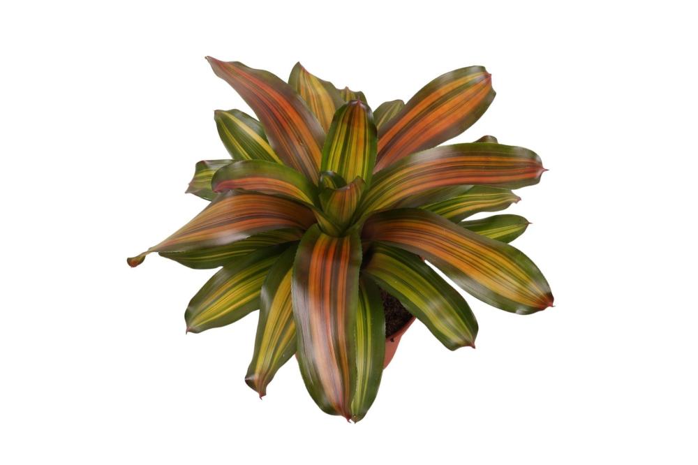 Neoregelia