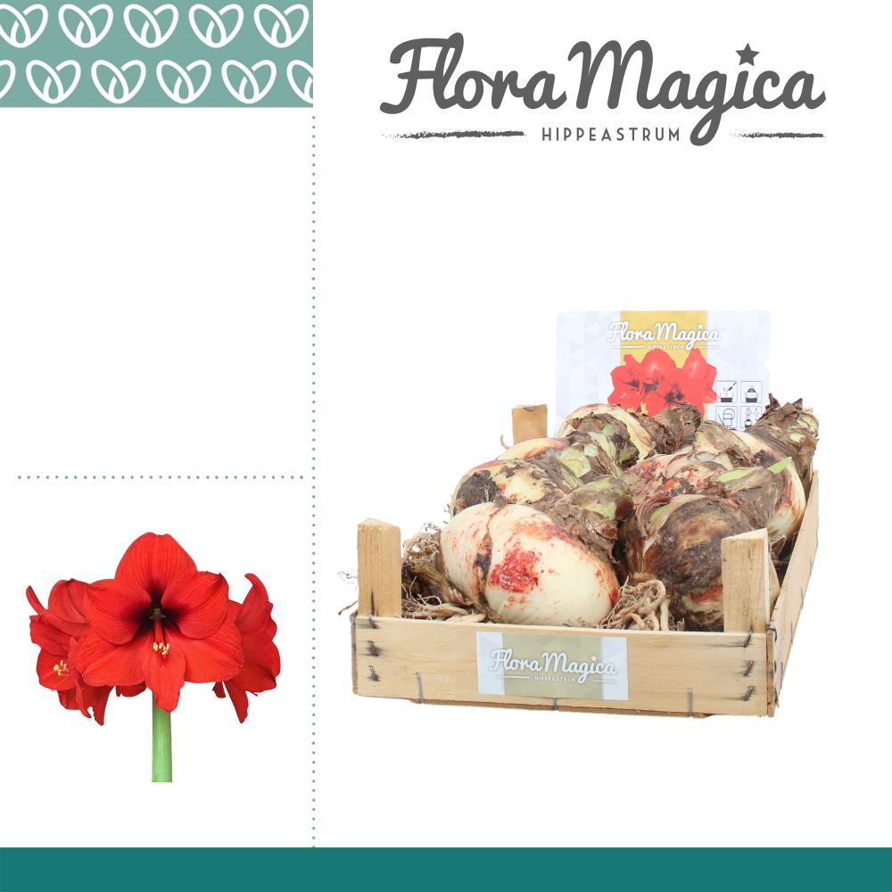 amaryllis-hippeastrum