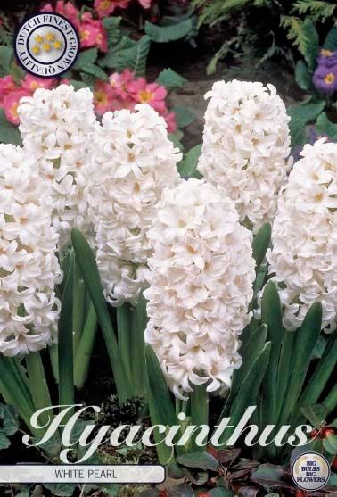 Hyacinthus