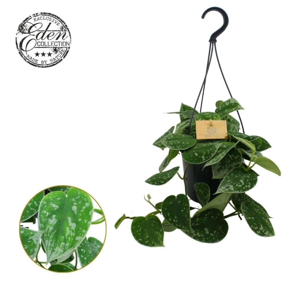 Scindapsus