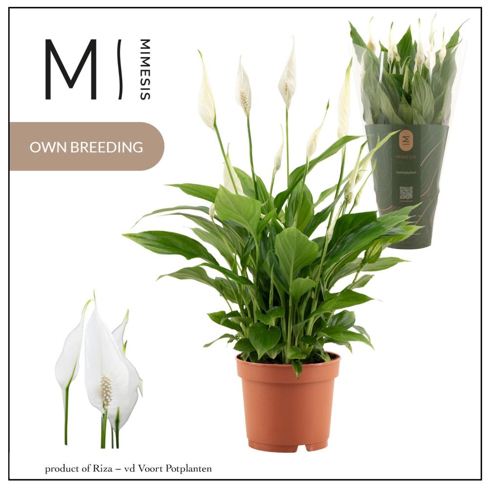 Spathiphyllum