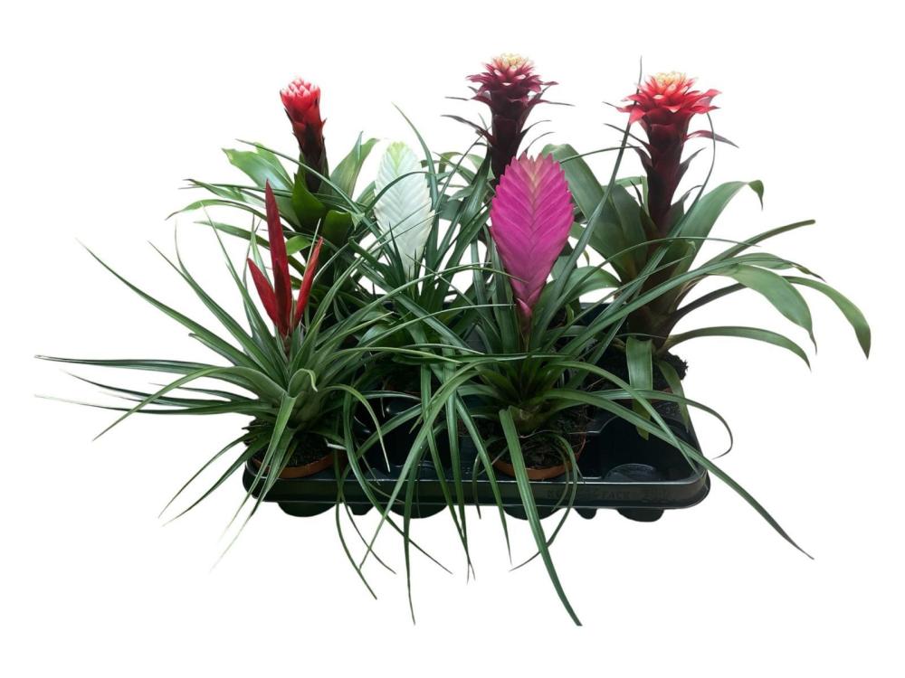 Bromeliacea mix