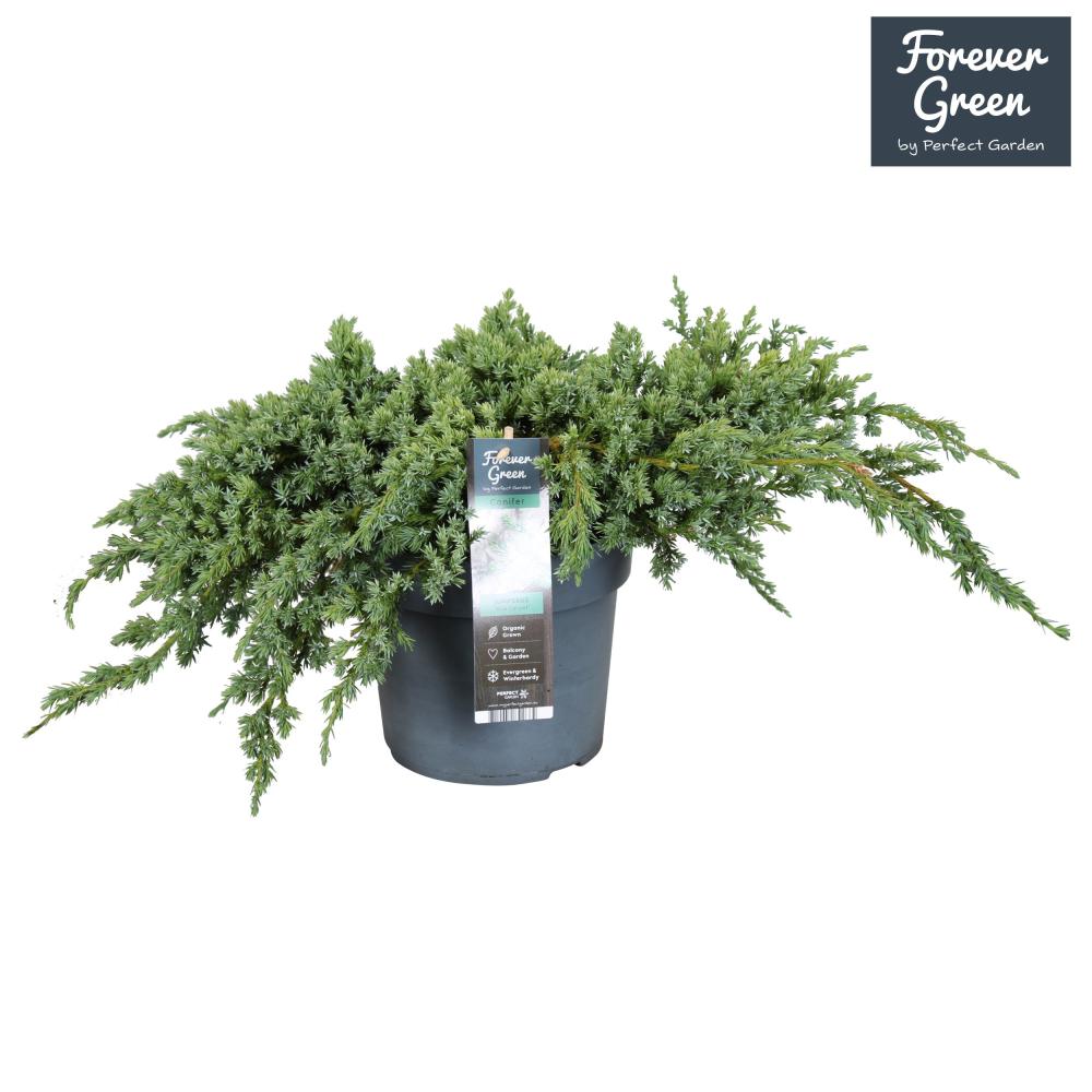juniperus