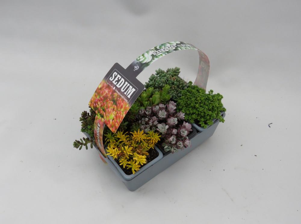 sedum