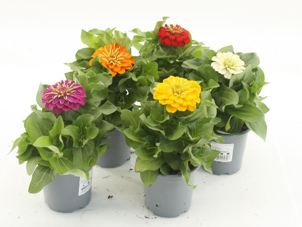 Zinnia