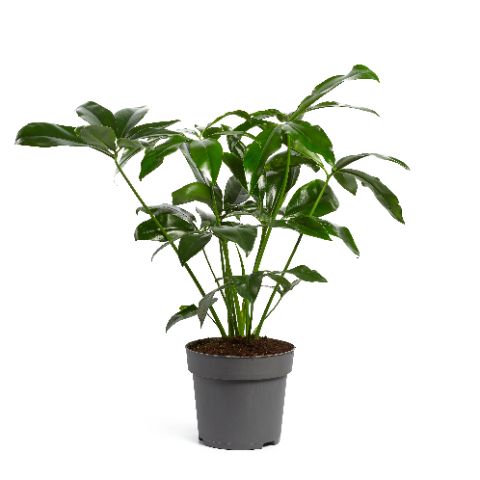 Philodendron
