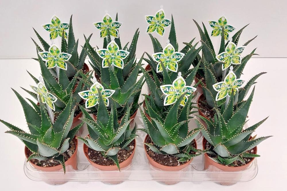 Aloe