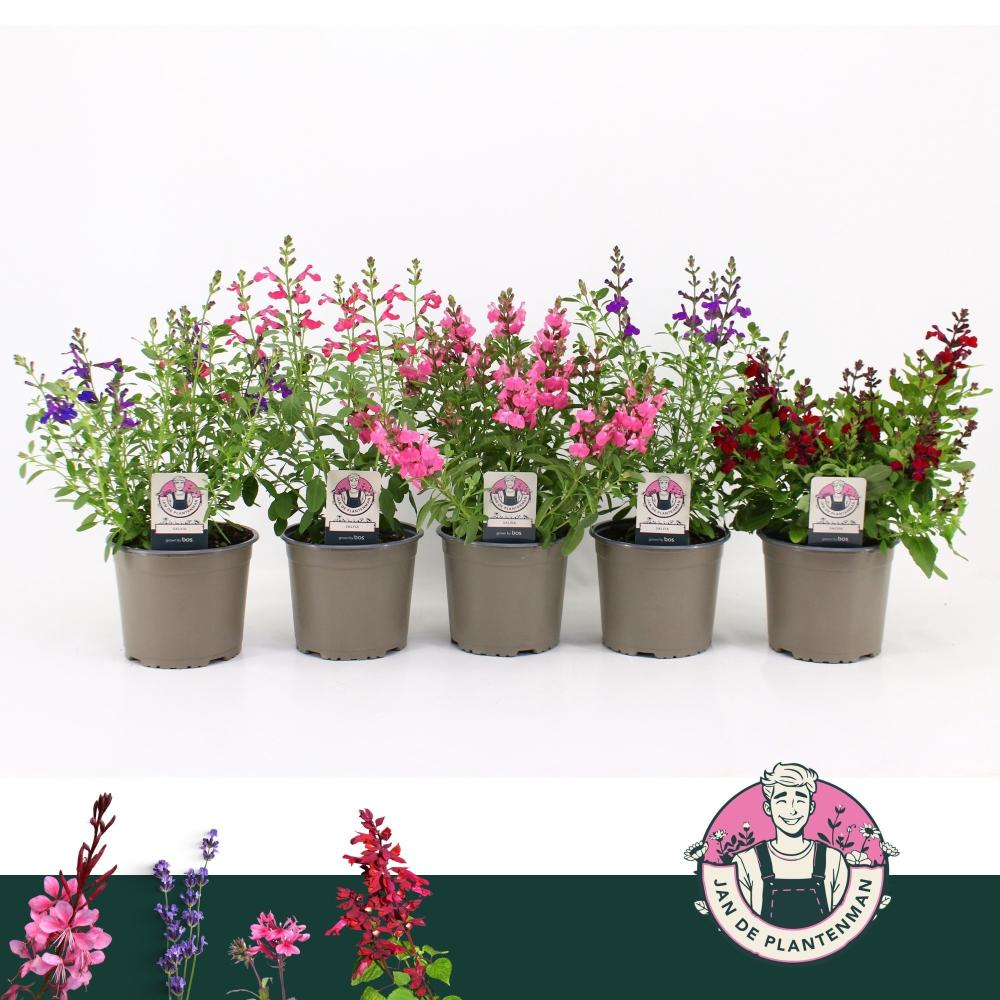 salvia