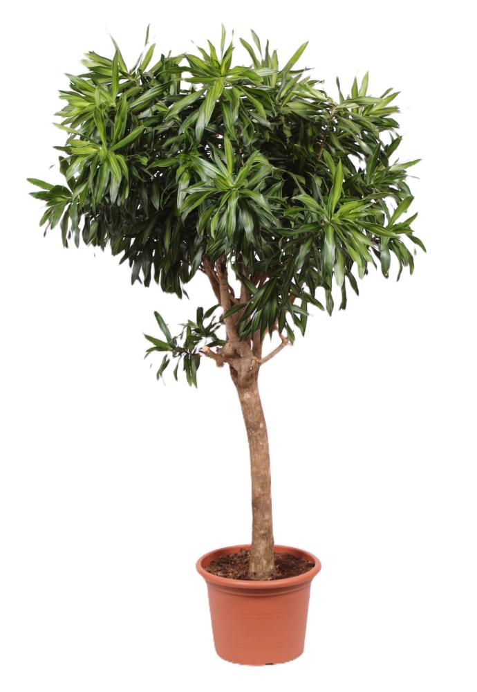 Dracaena