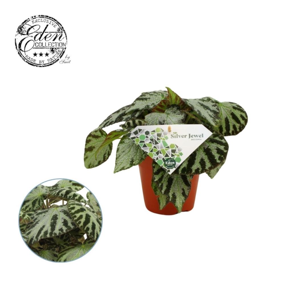 Begonia