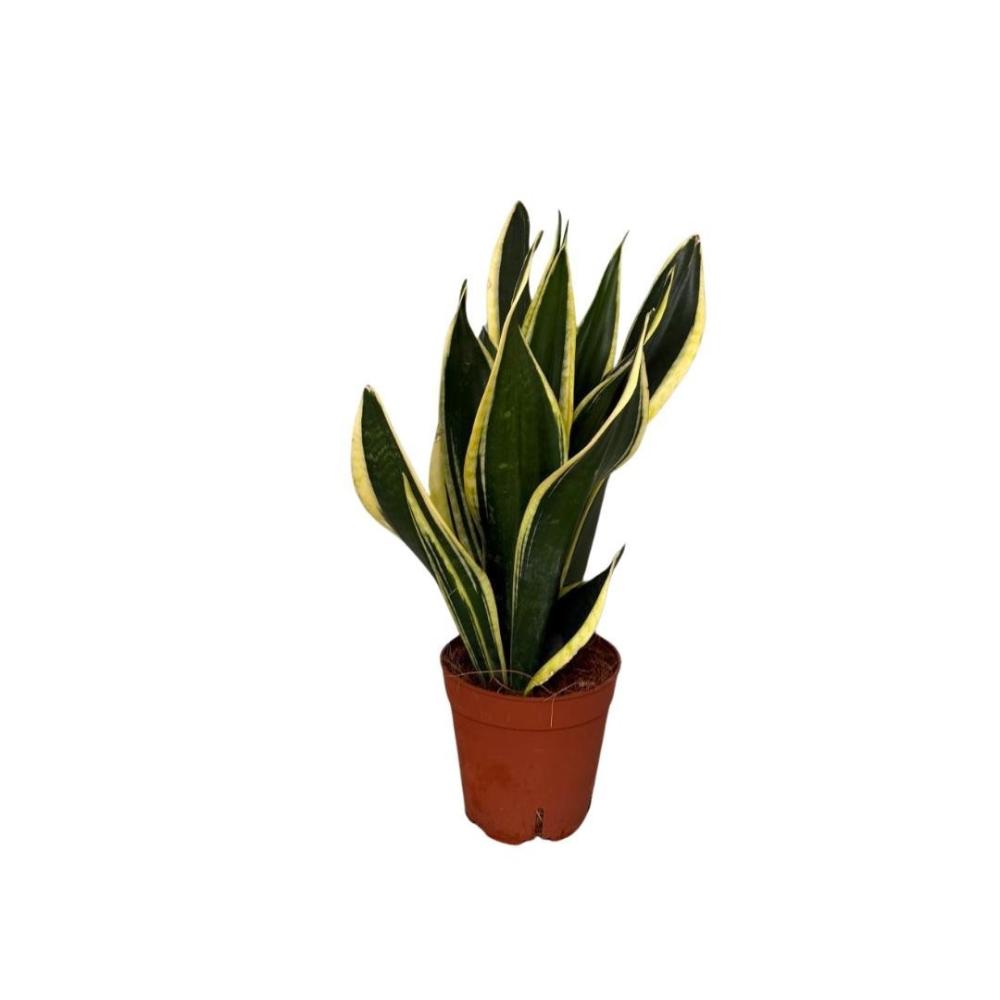 Sansevieria