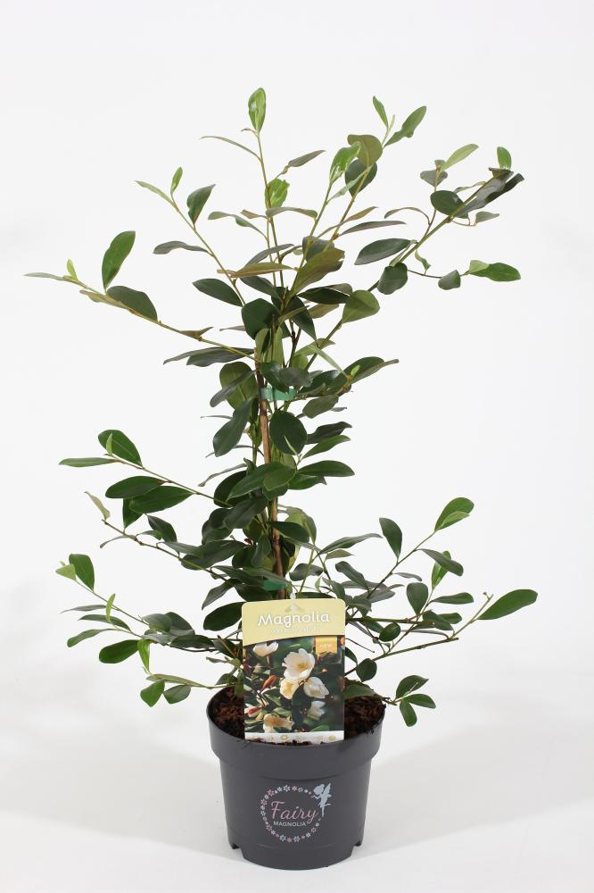 magnolia