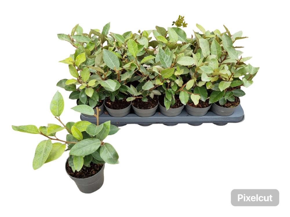 Elaeagnus