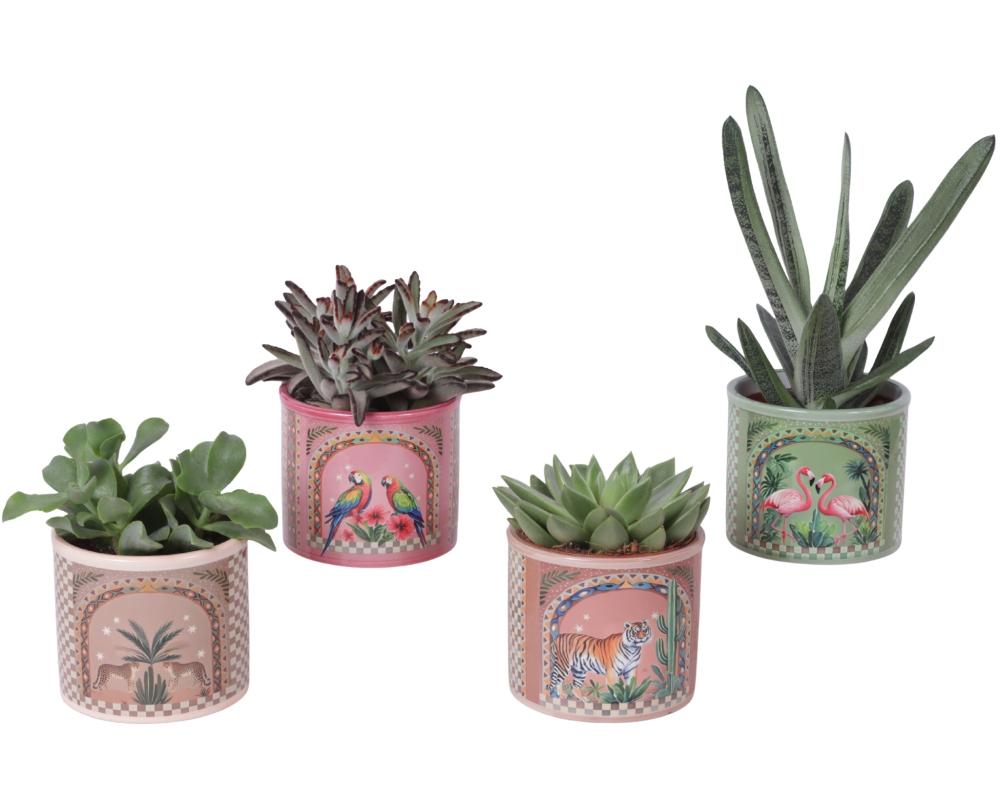 succulentes