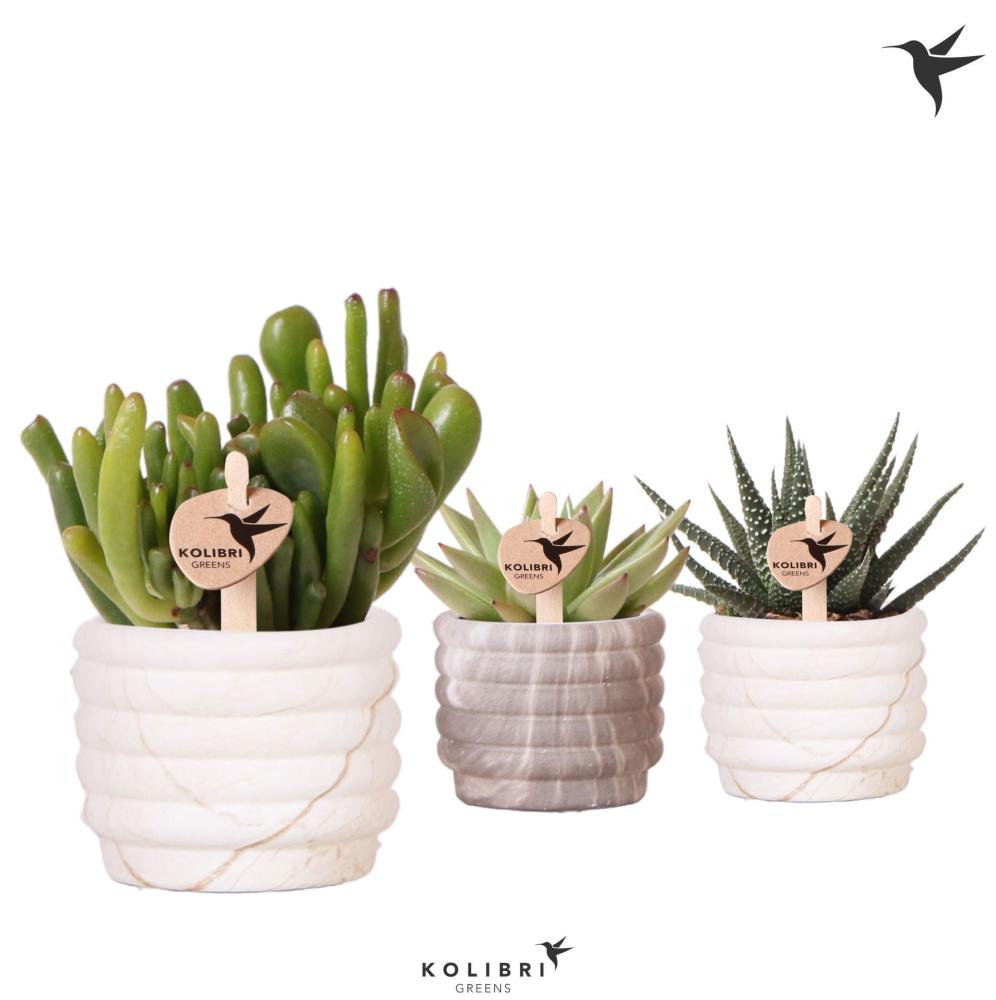 Succulentes