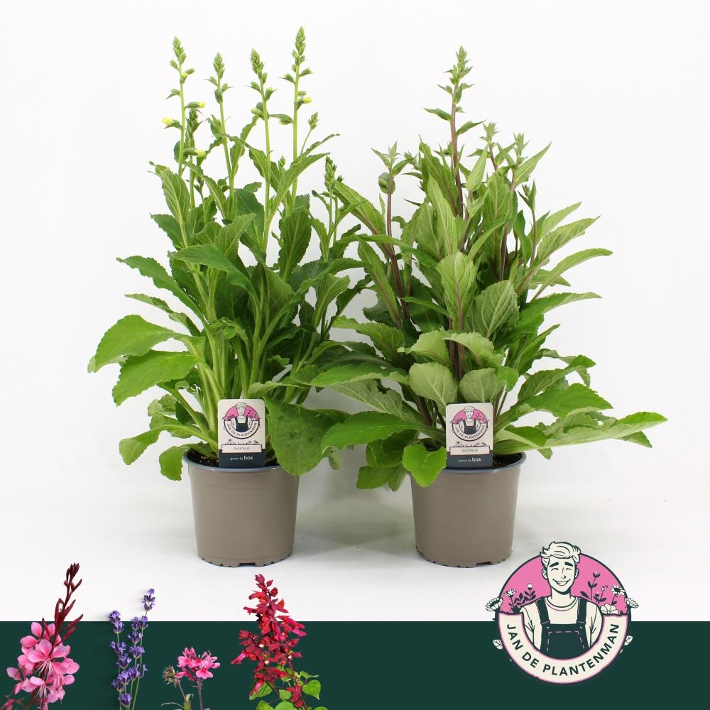 Digitalis