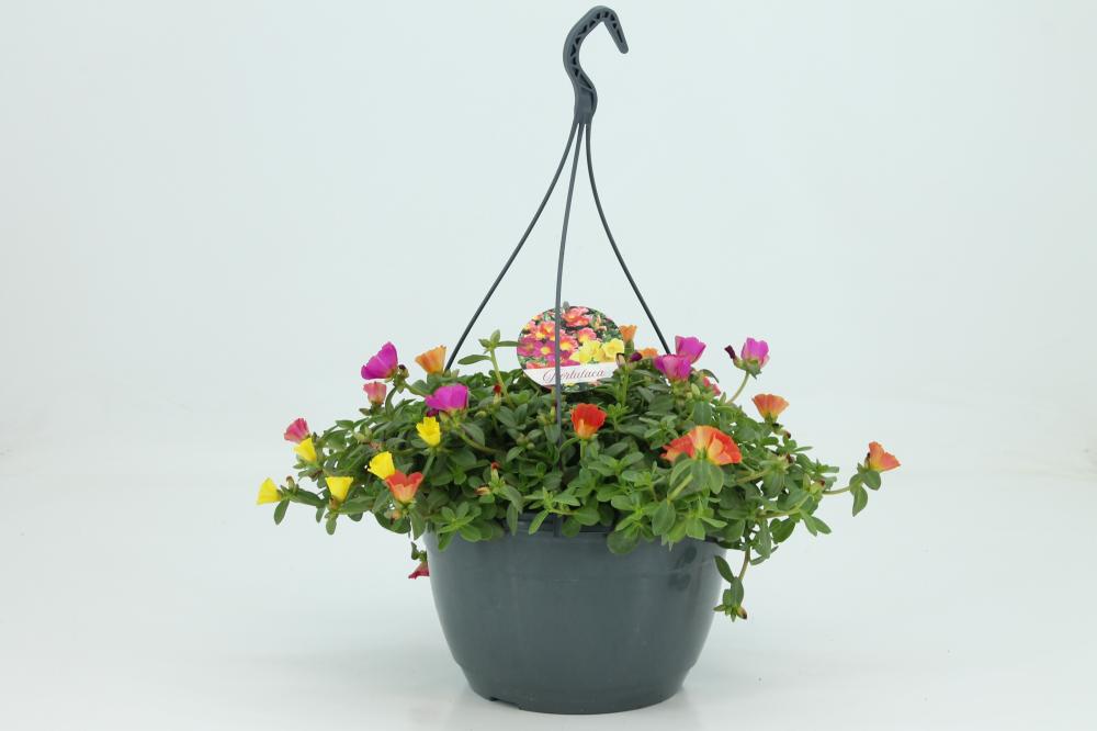 Portulacca
