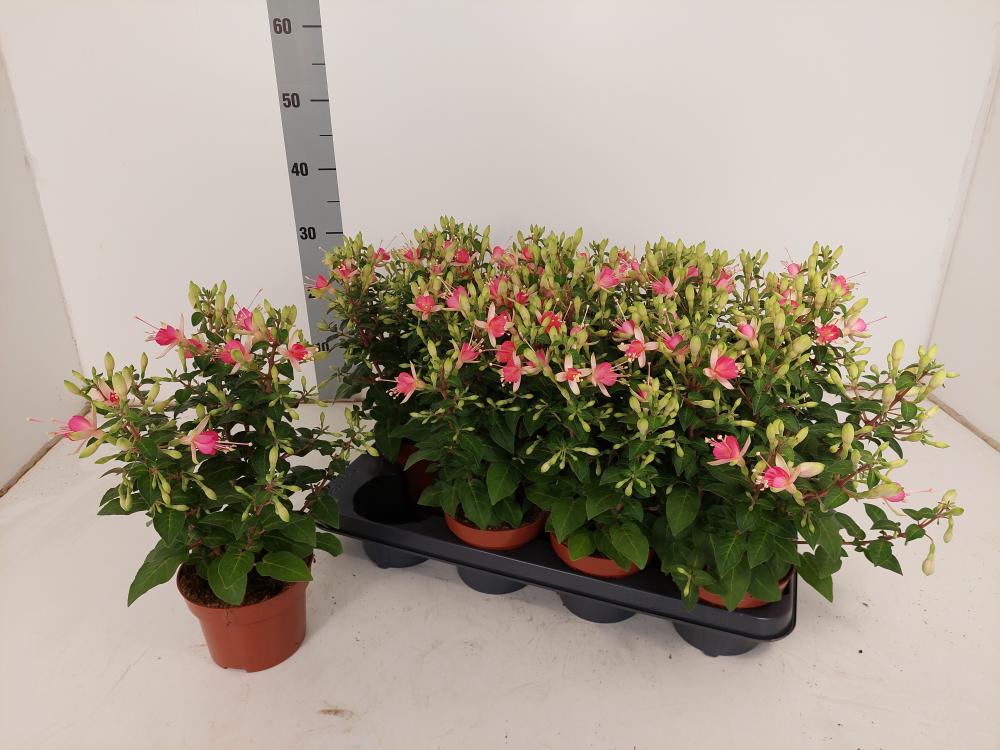 Fuchsia