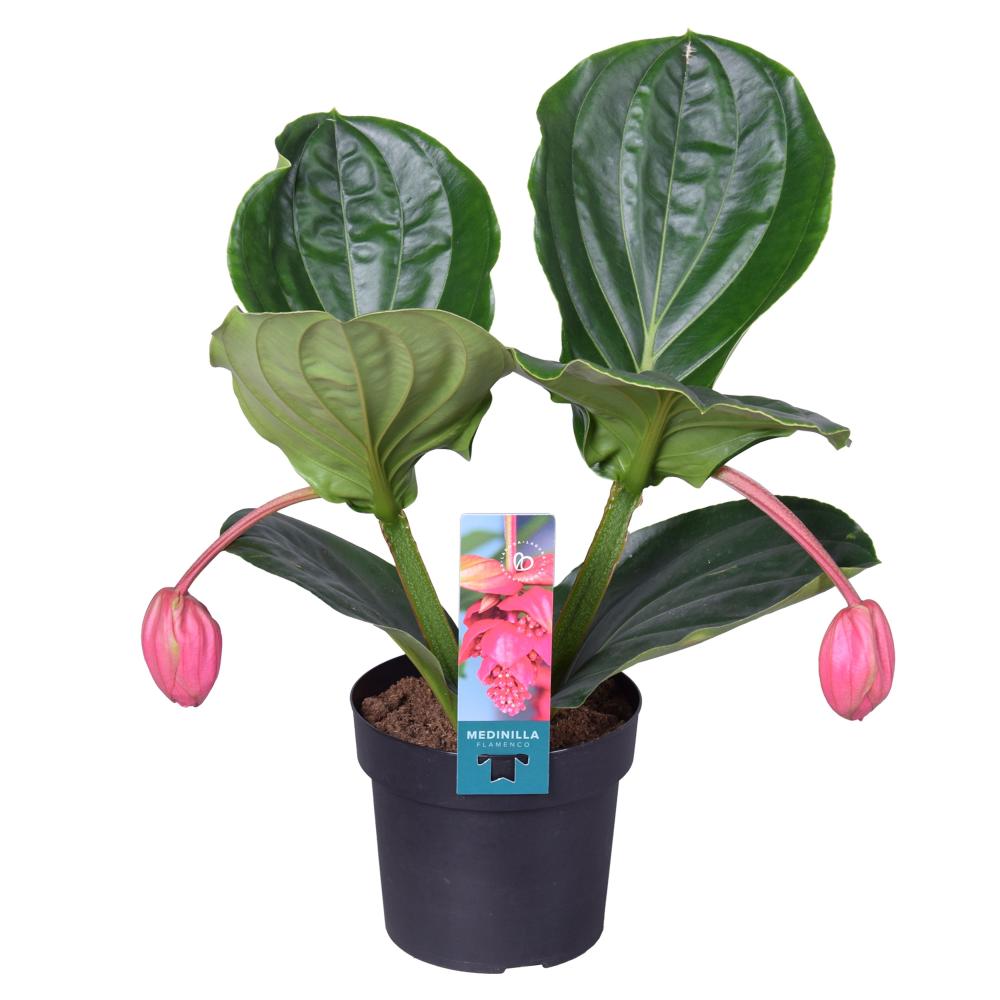 Medinilla