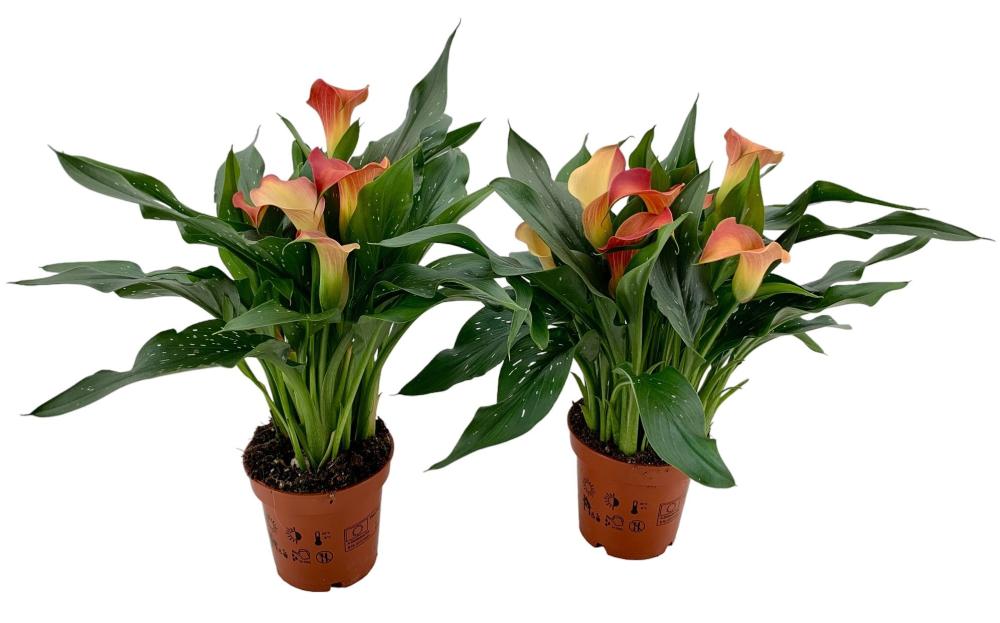 Zantedeschia