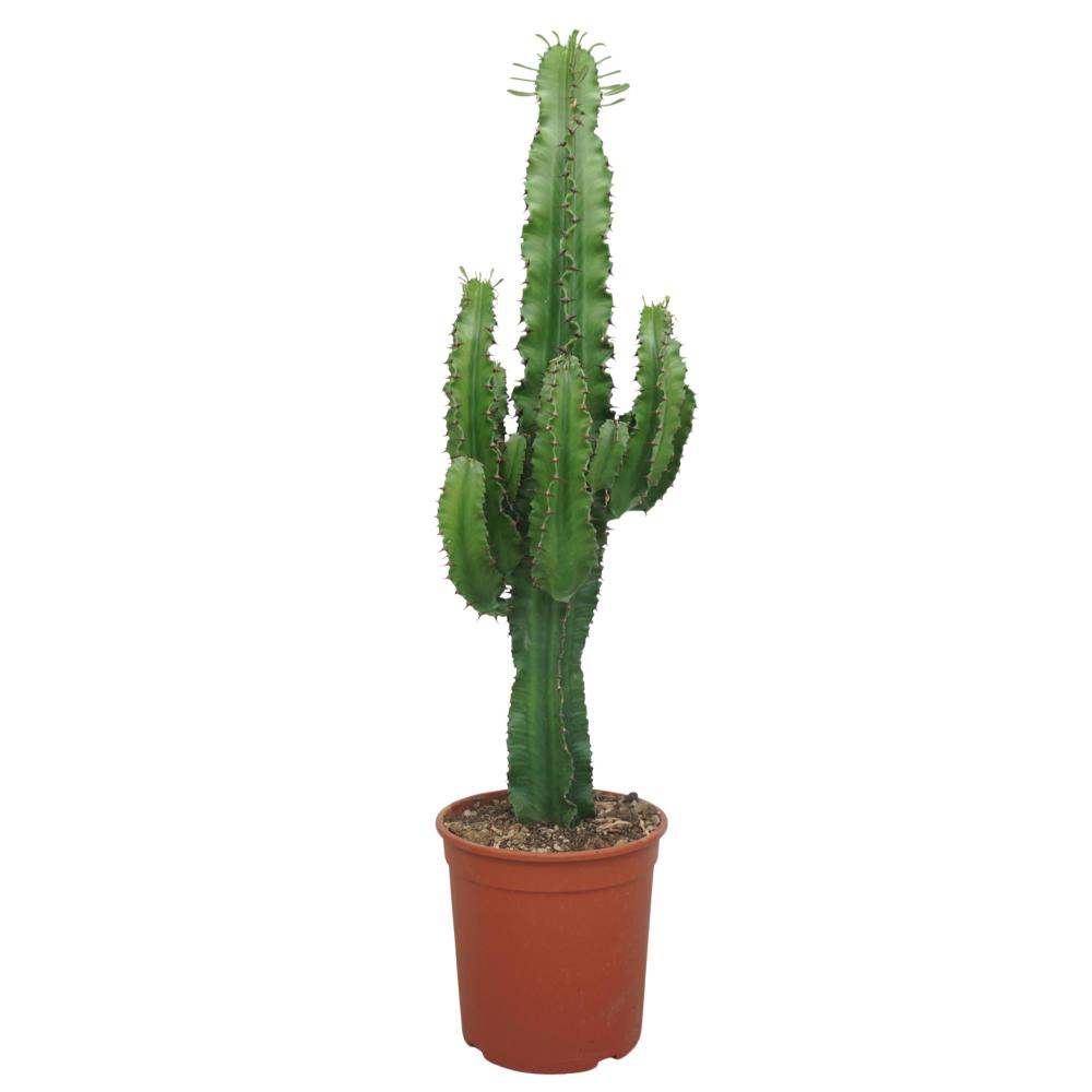 Euphorbia