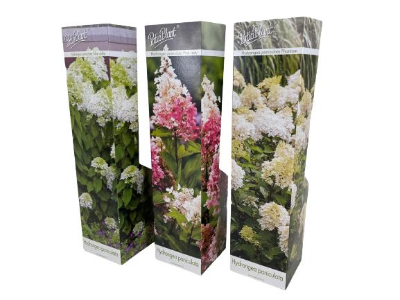 Hydrangea