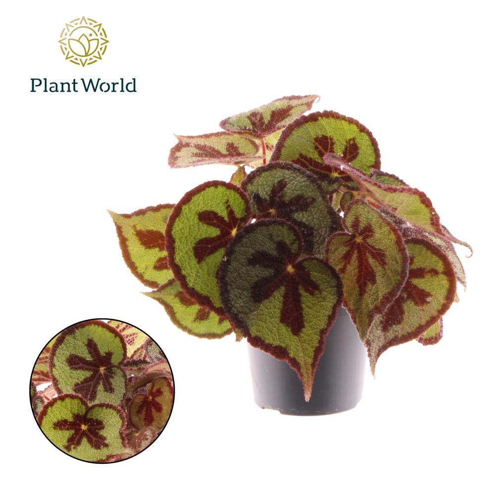 Begonia feuillage