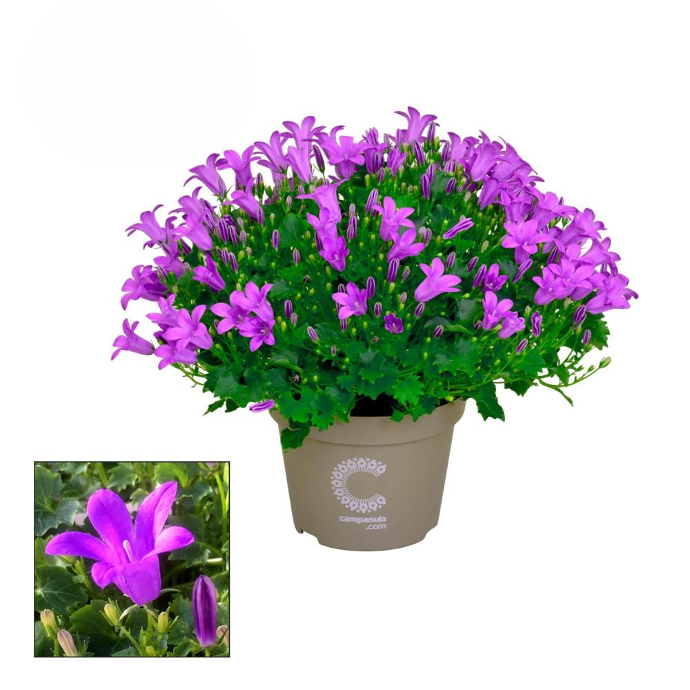 campanula