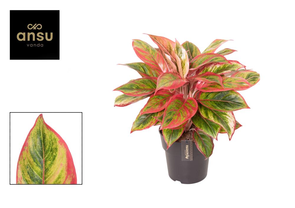 Aglaonema