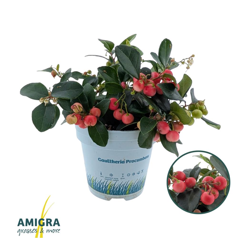 Gaultheria