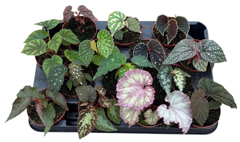 begonia feuillage
