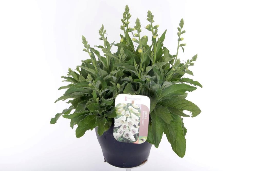 Digitalis